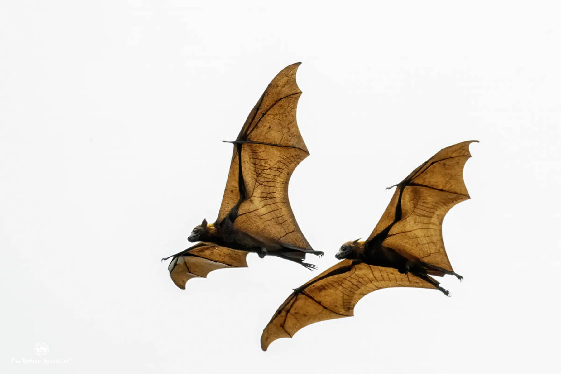 Flying fox