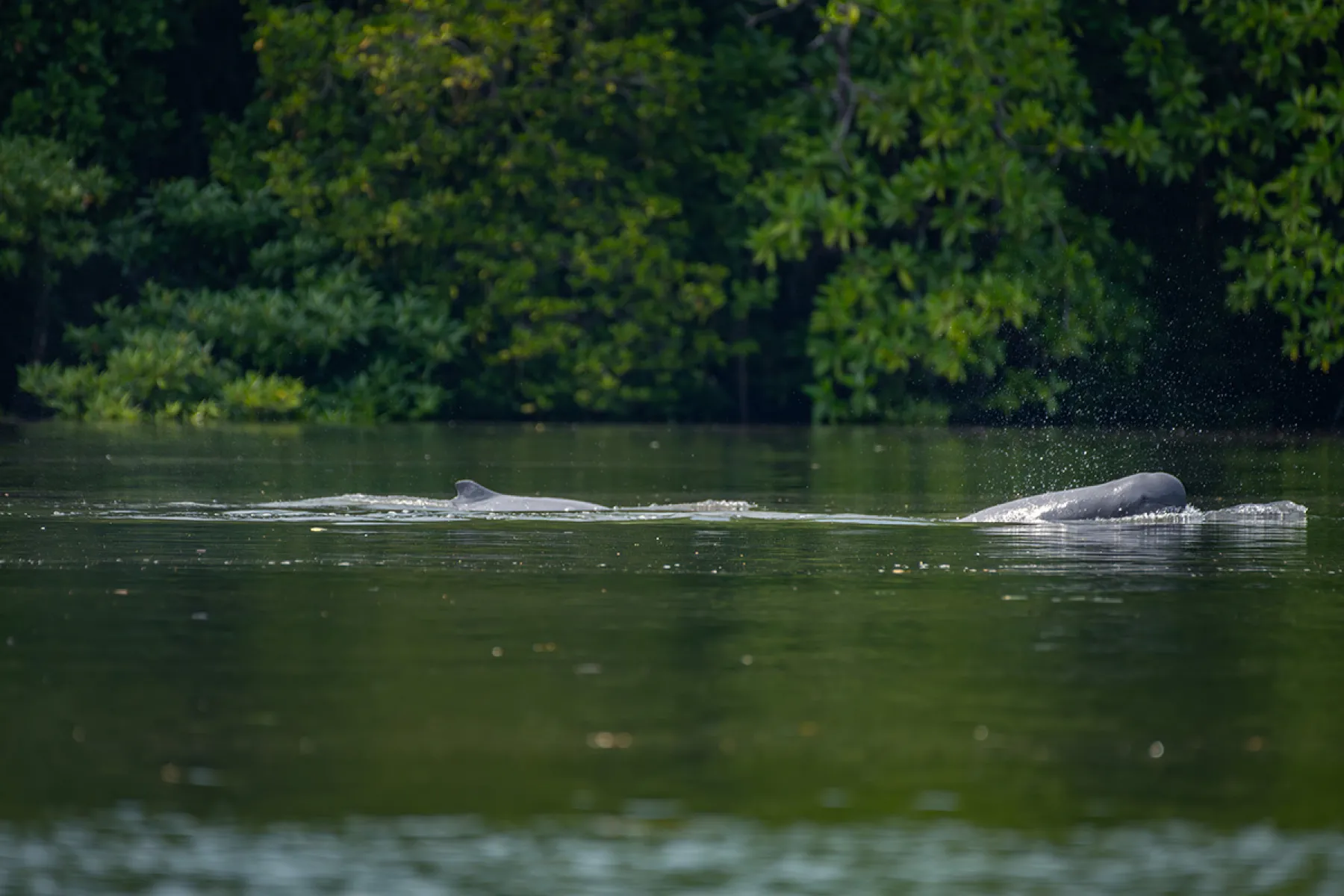 Estuary wildlife cruise