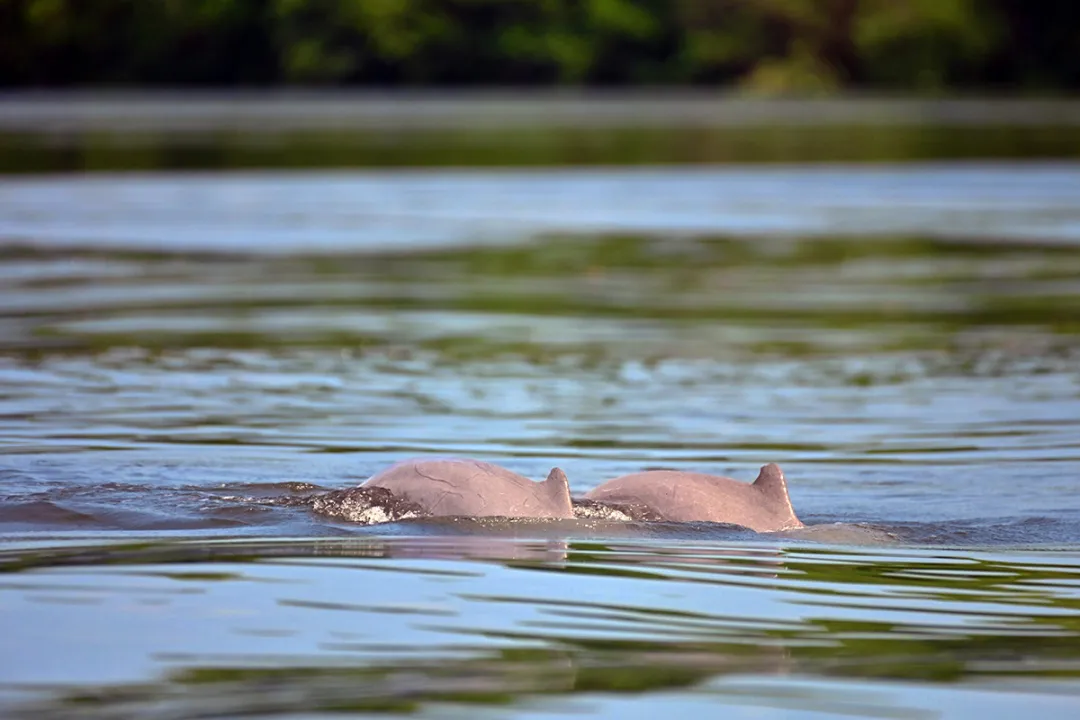 Irrawaddy dolphins can be spotted during our river cruises