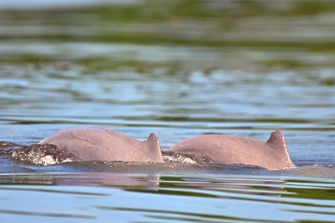 Experience the delightful highly endangered Irrawaddy Dolphin. This population of river dolphins is the only one found in Sabah and was unknown until a few months ago.