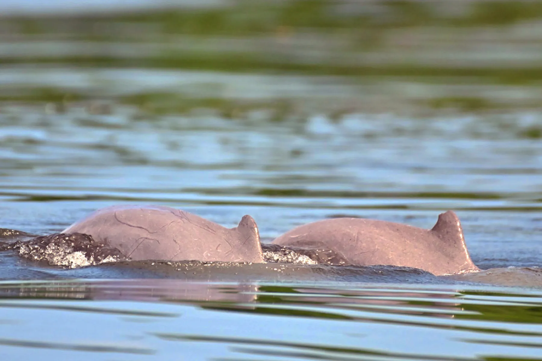 Irradwaddy dolphins
