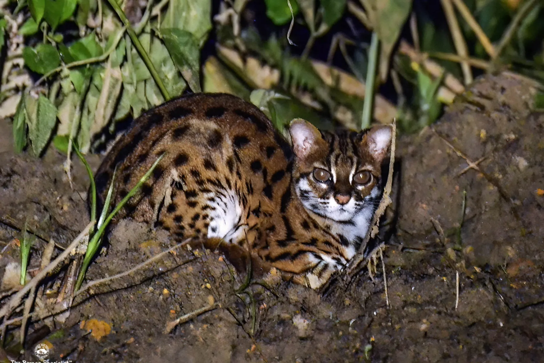 leopard cat