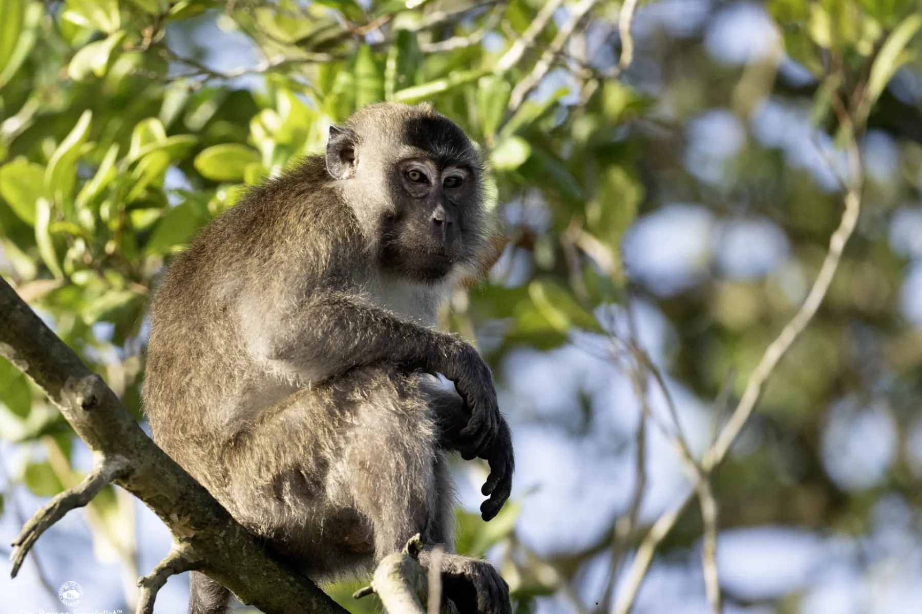Long tailed macaque during the estuary mangrove cruise
