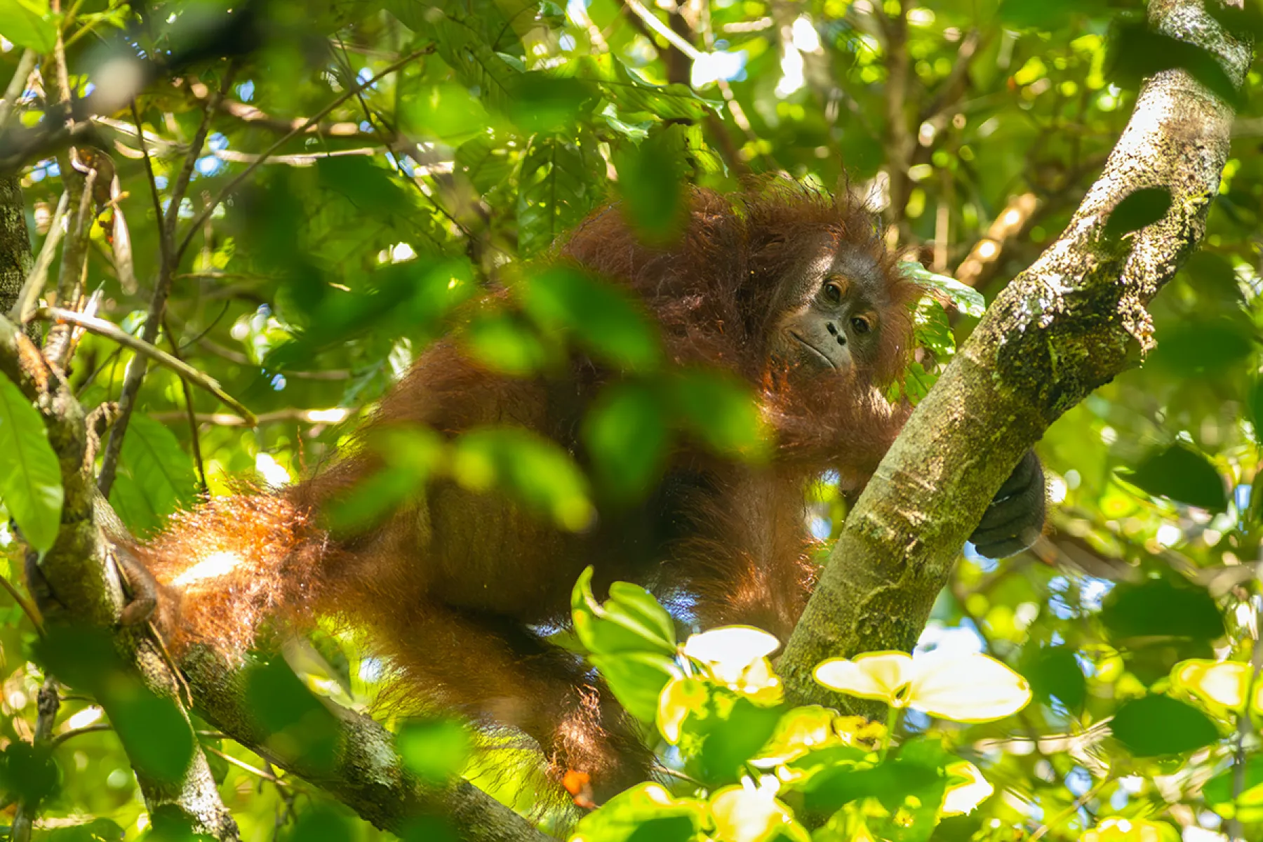 Wild Orang utan