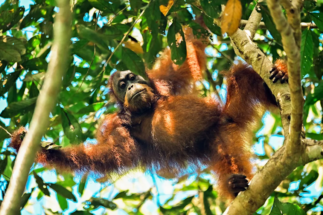 Wild Orang Utans roam the forests. This one here was just passing by during one of our birding tours here.