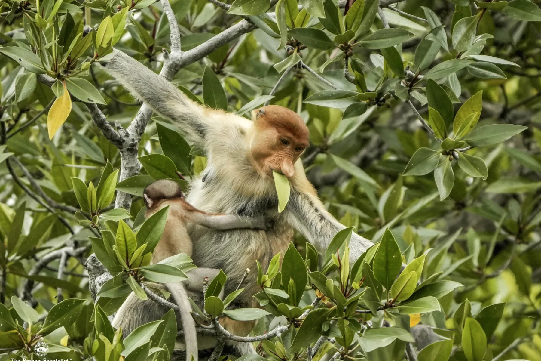 proboscis monkeys