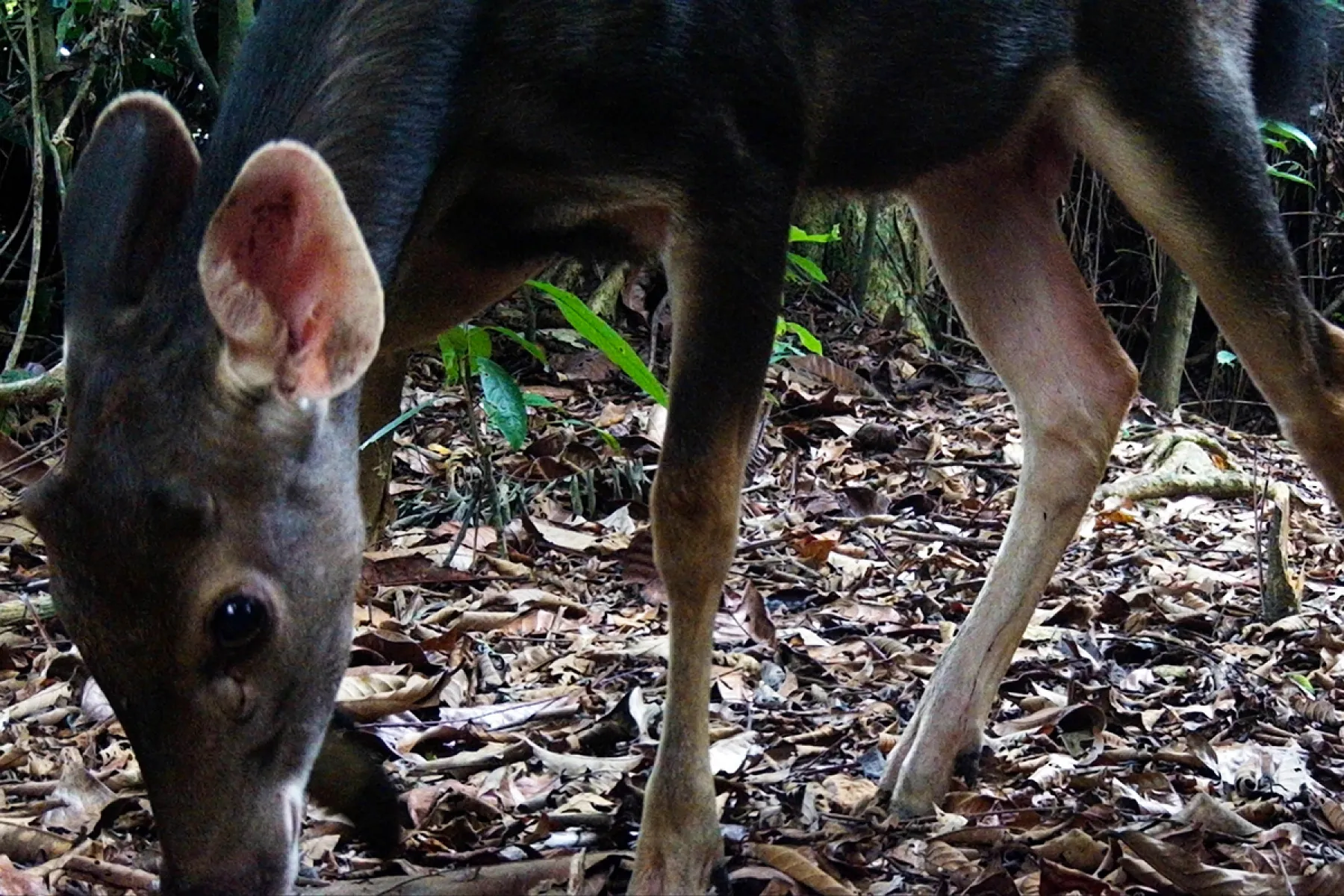 Wild Sambar Deers at Utan Rainforest Lodge
