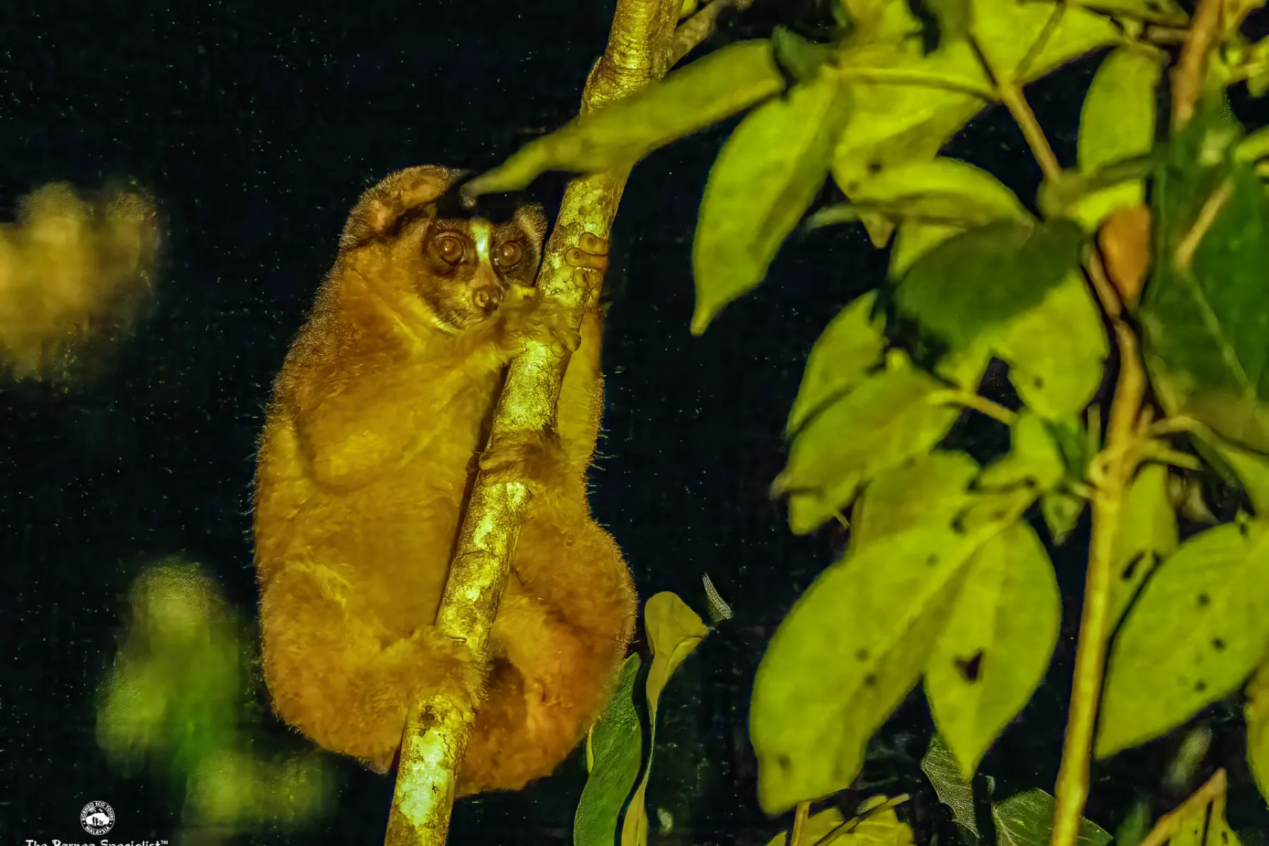 Slow Loris night spotting