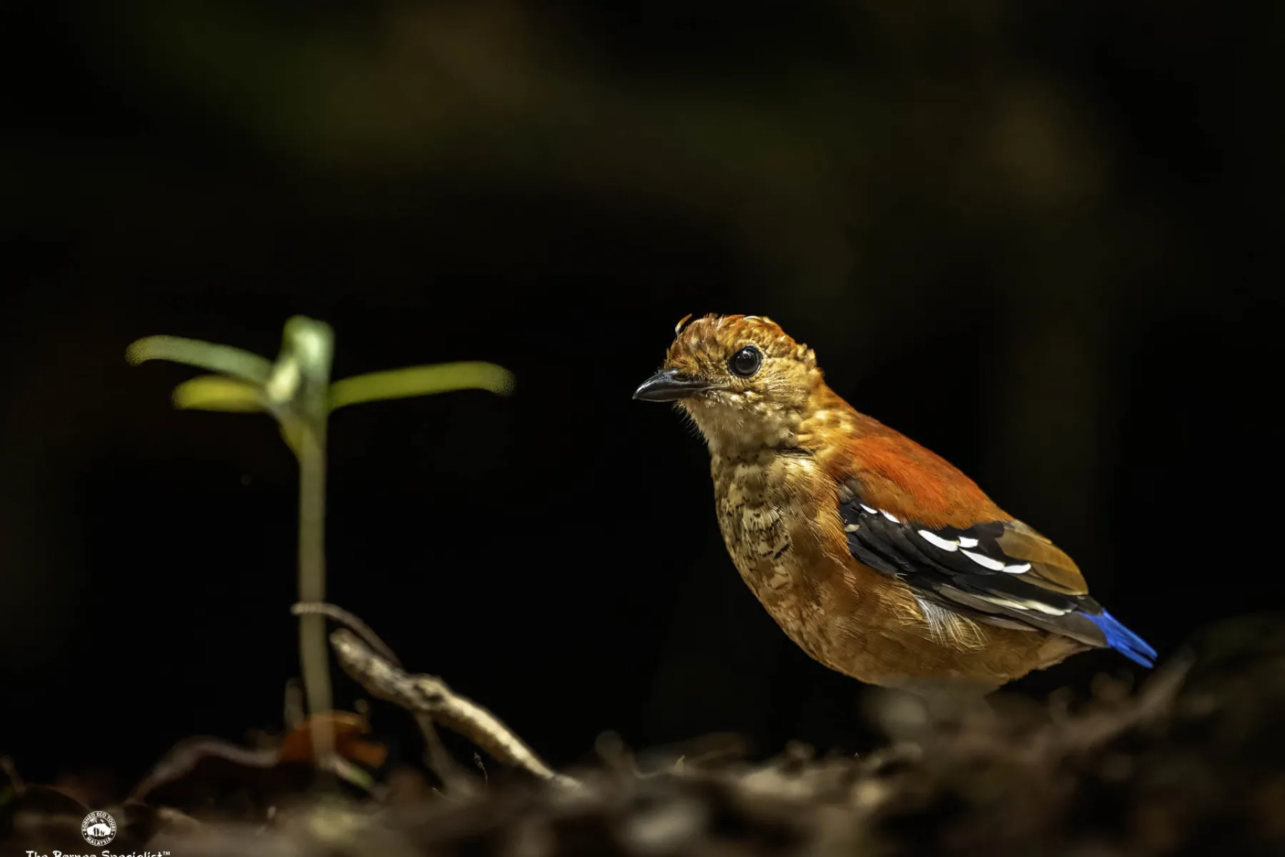 Blue-headed pitta female