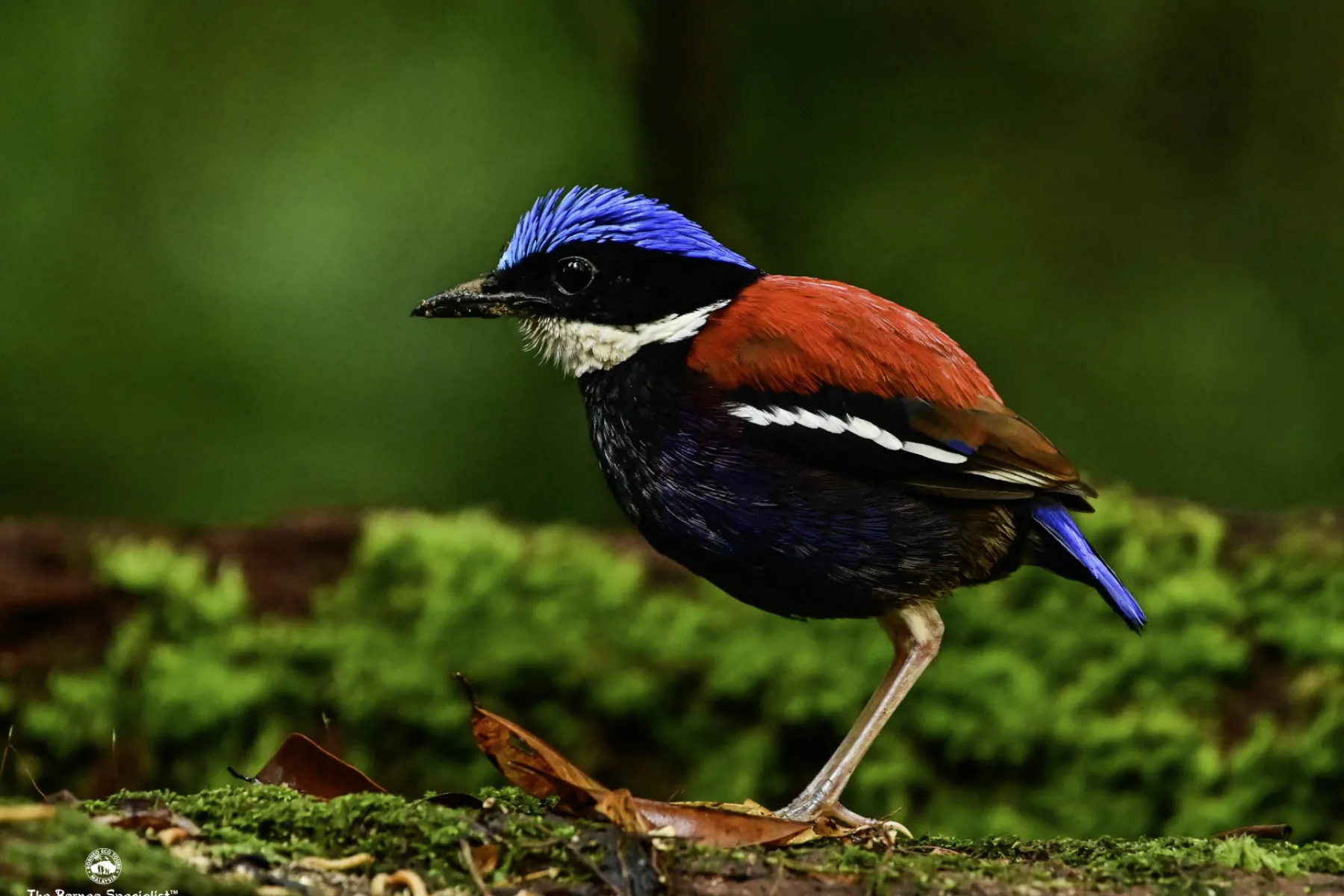Endemic Blue Headed Pitta (male) at Utan Rainforest Lodge