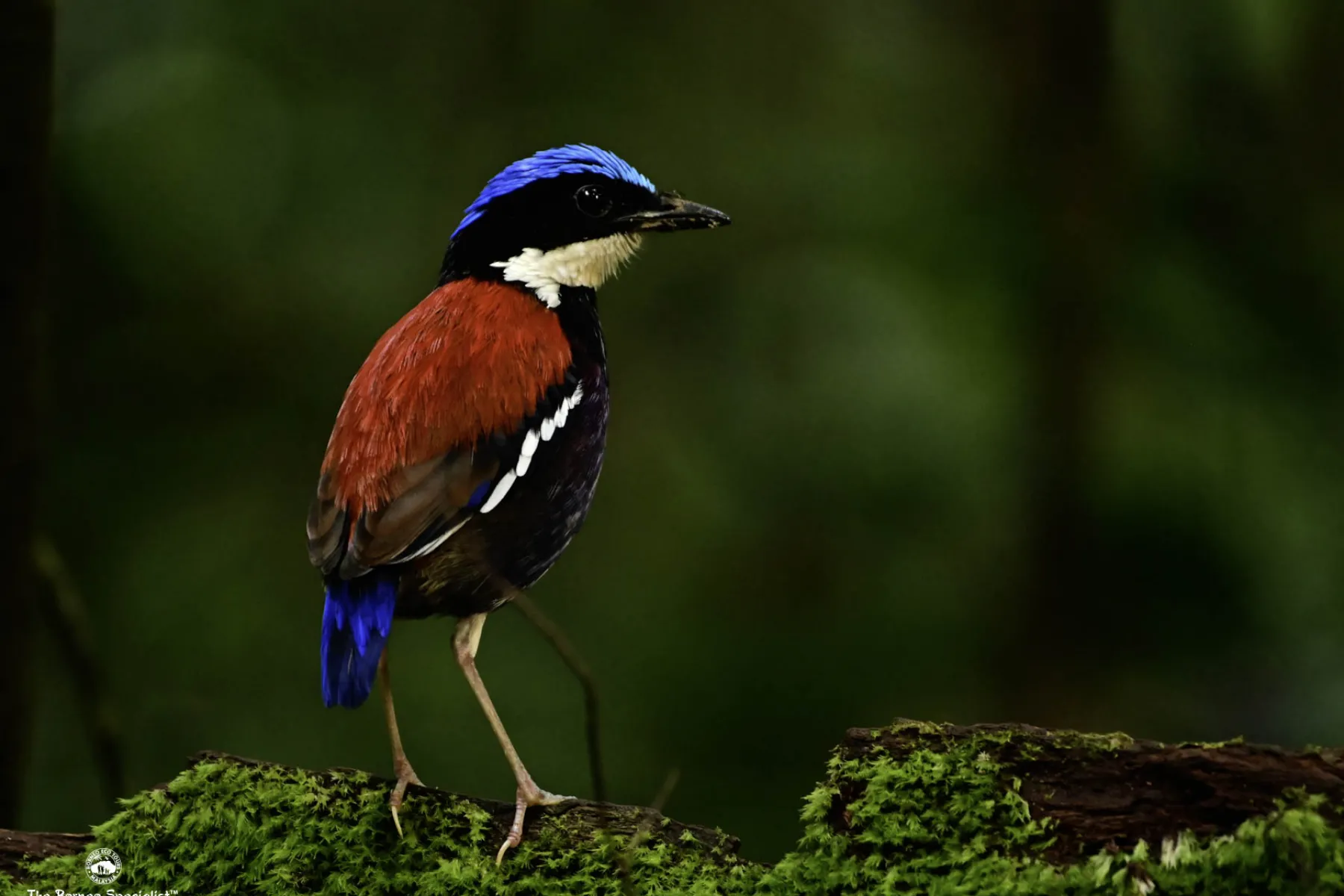 Blue-headed pitta male