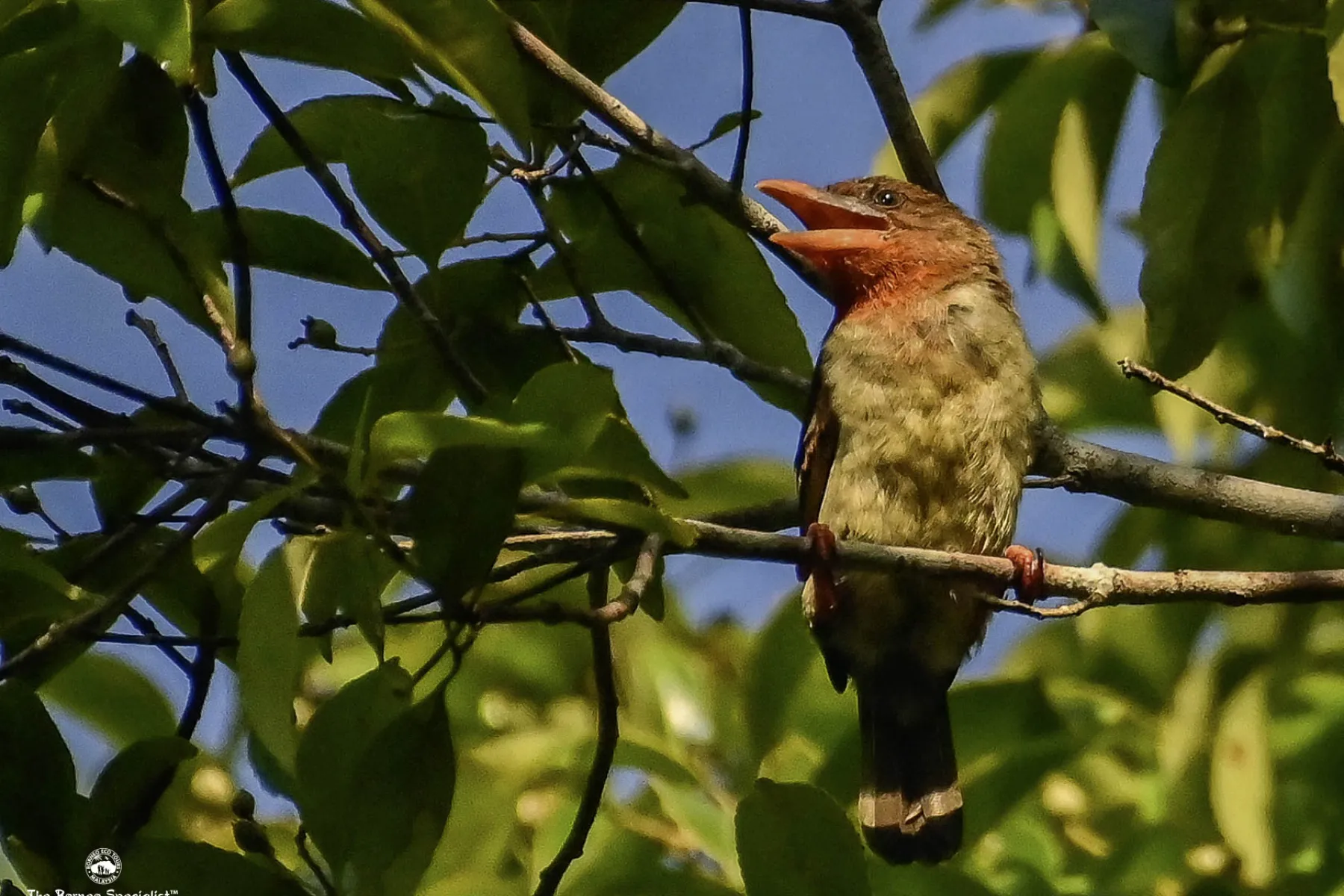 Bornean brown barbet