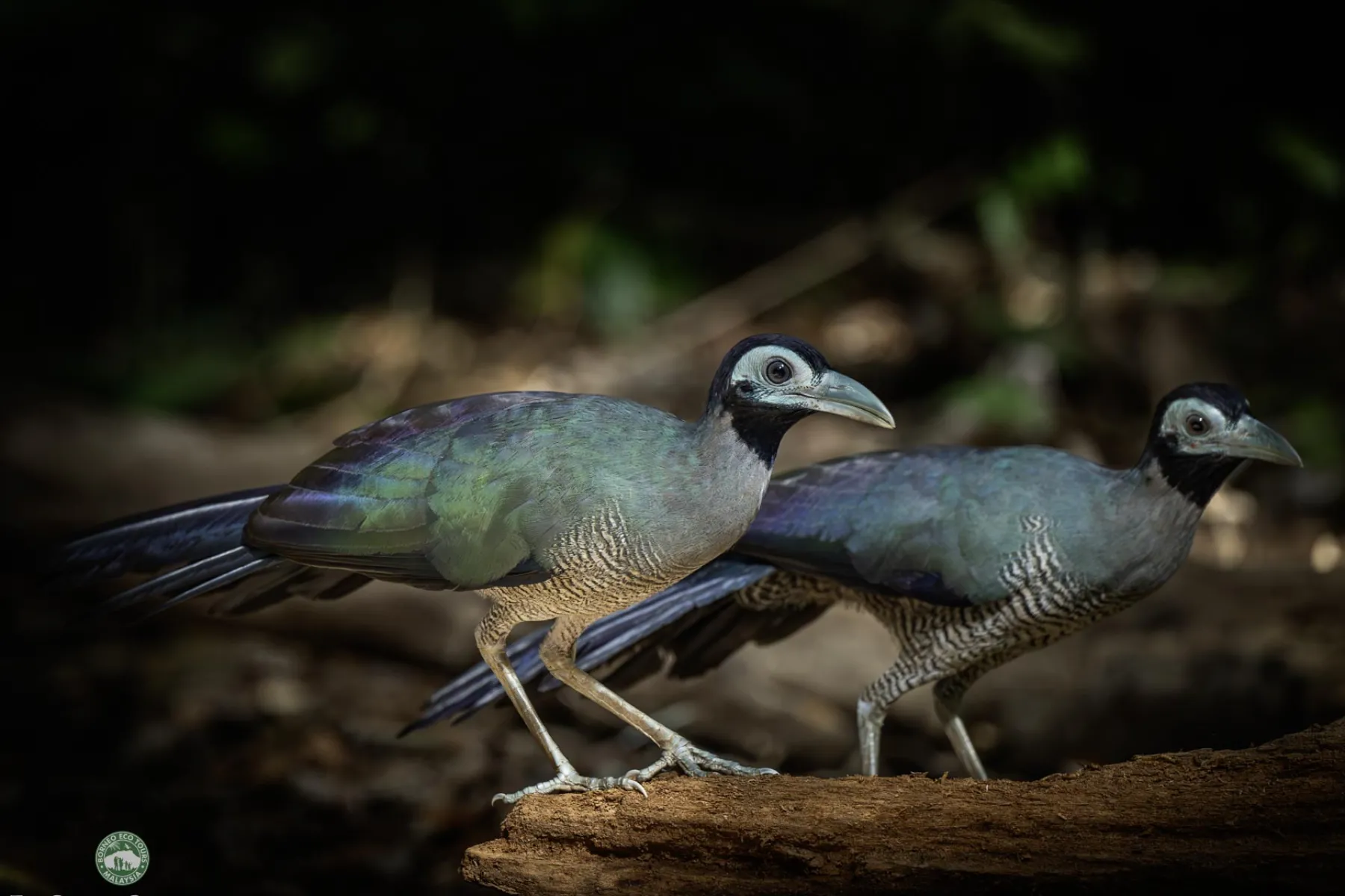 Bornean Ground Cuckoo