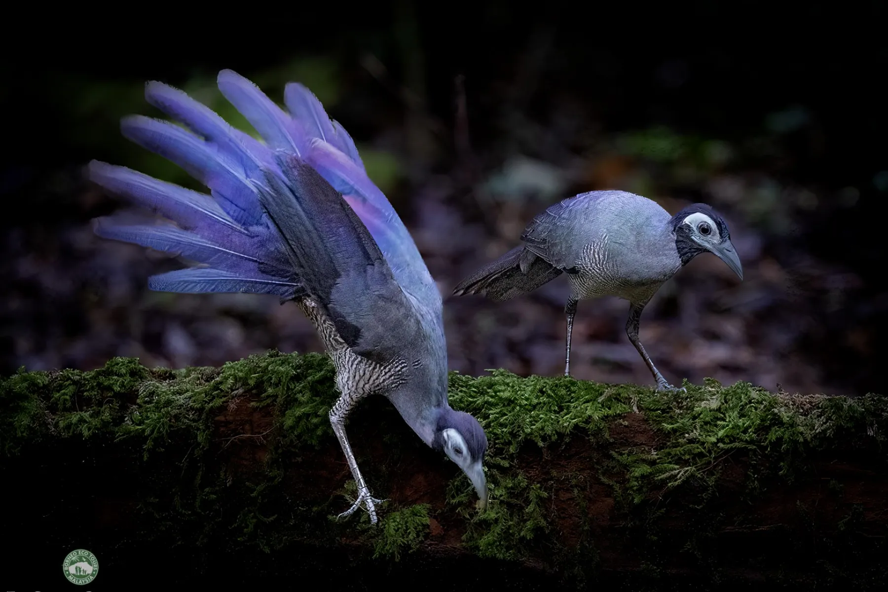 Bornean Ground Cuckoo
