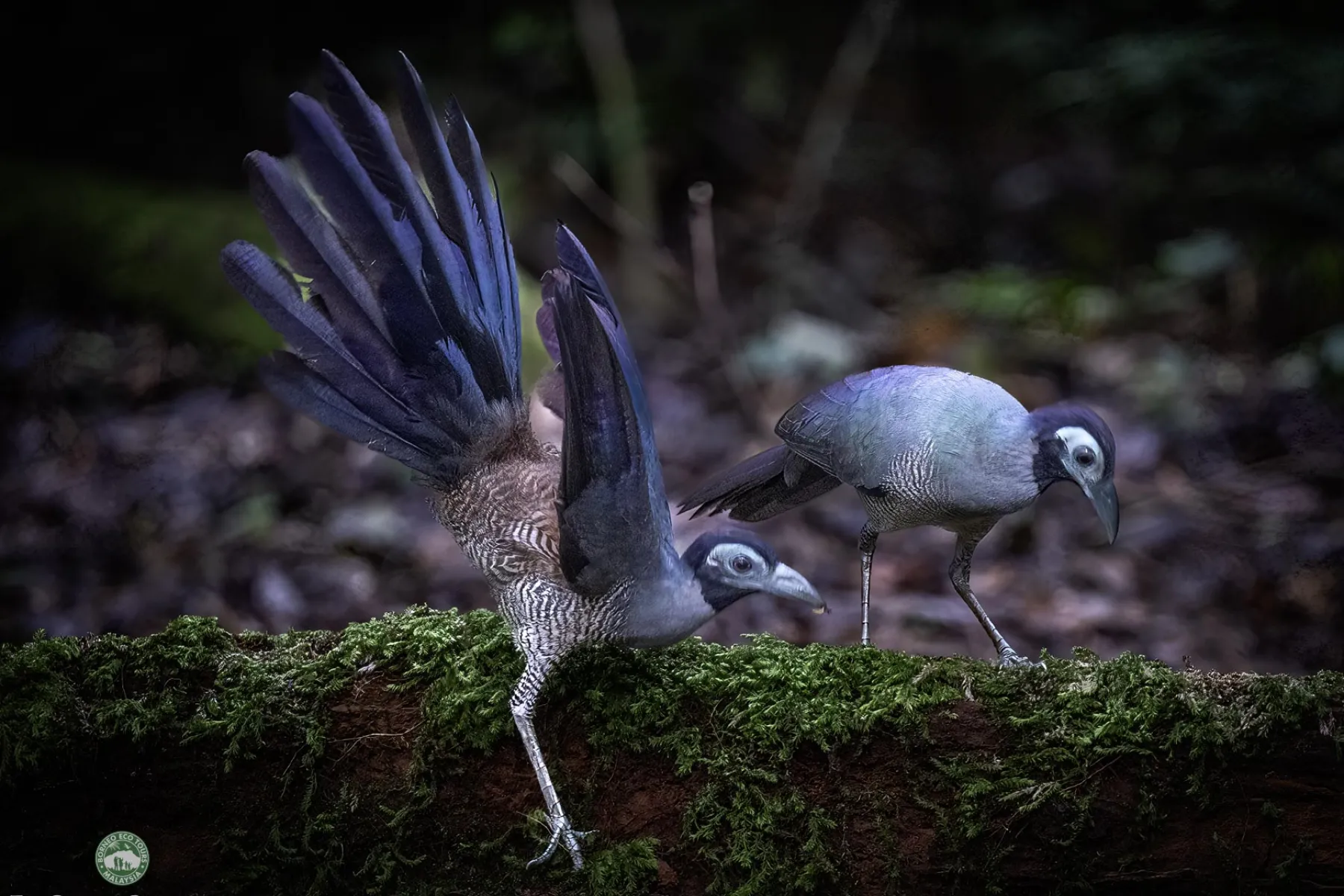 The Bornean Ground Cuckoo at Utan Rainforest Lodge