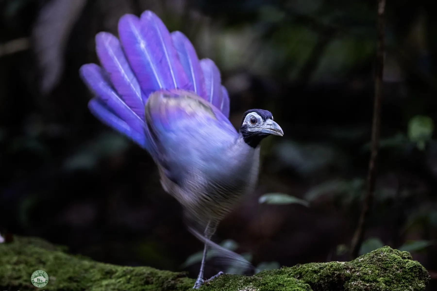 Bornean Ground Cuckoo