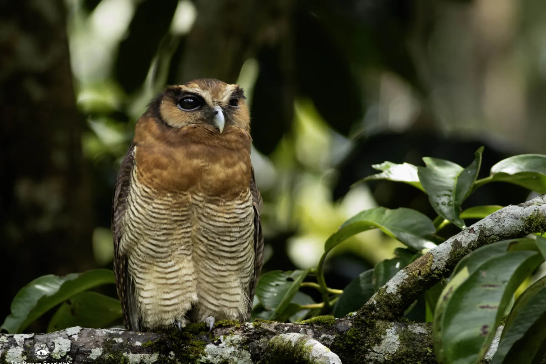 Brown Wood Owl