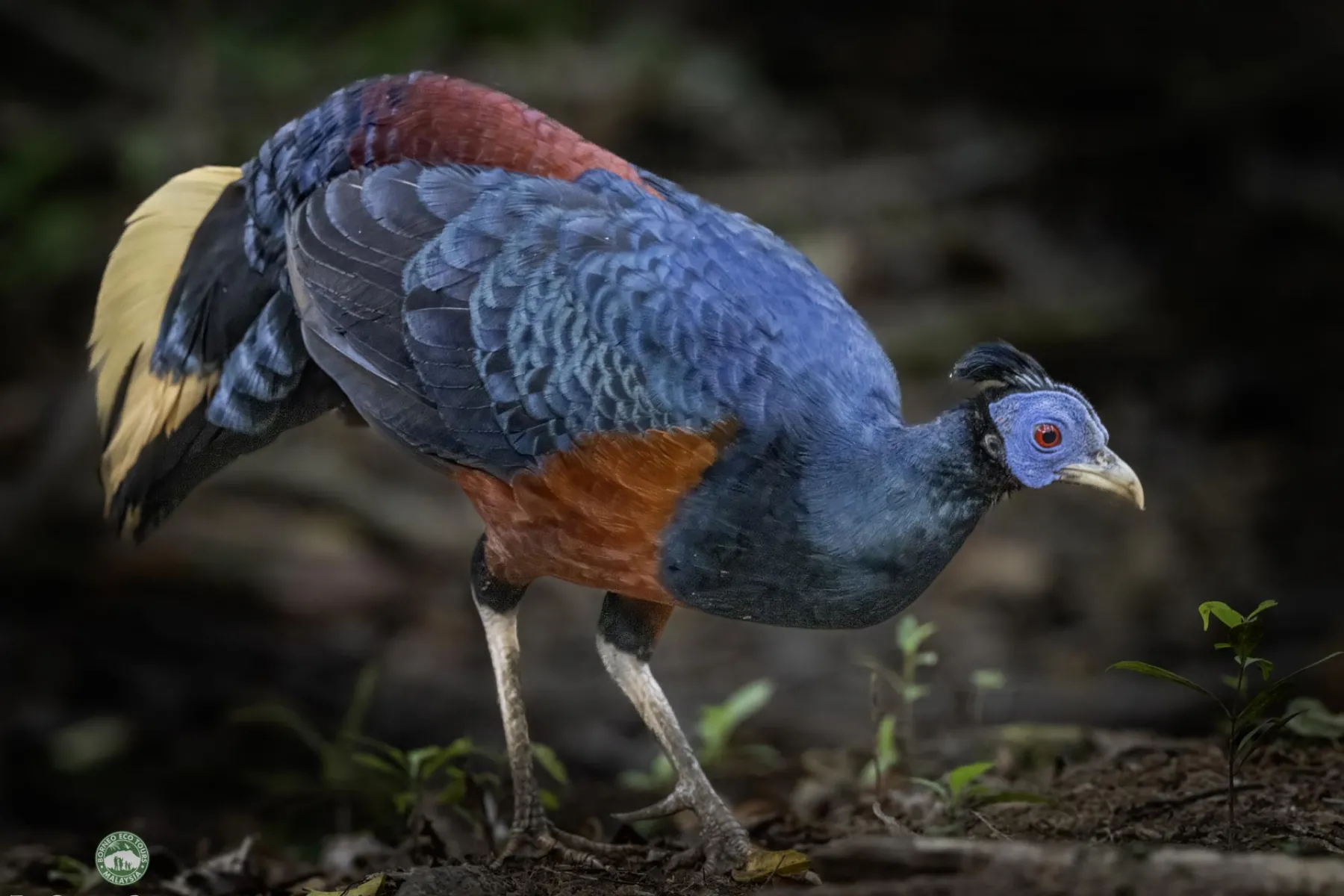 Crested fireback