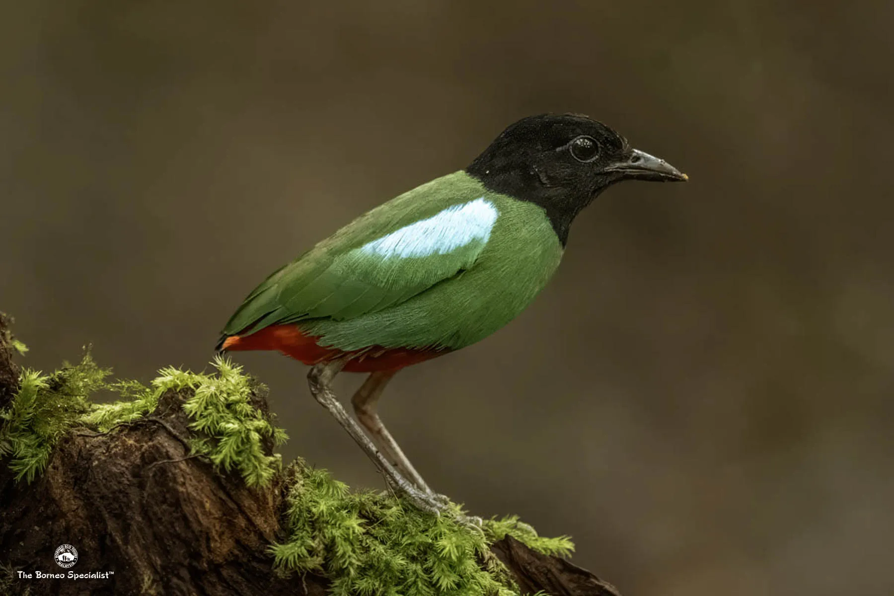 Hooded pitta
