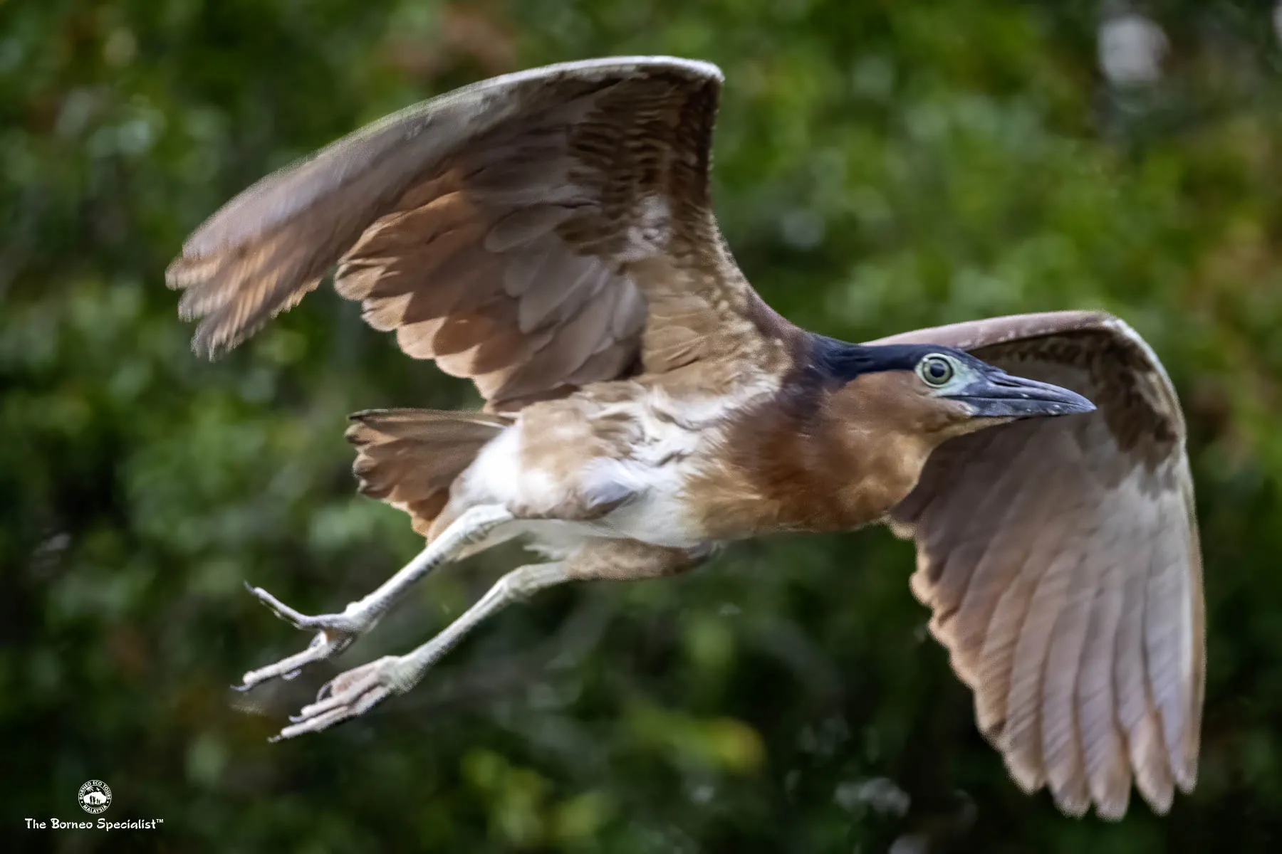 Rufous-Nankeen Night heron