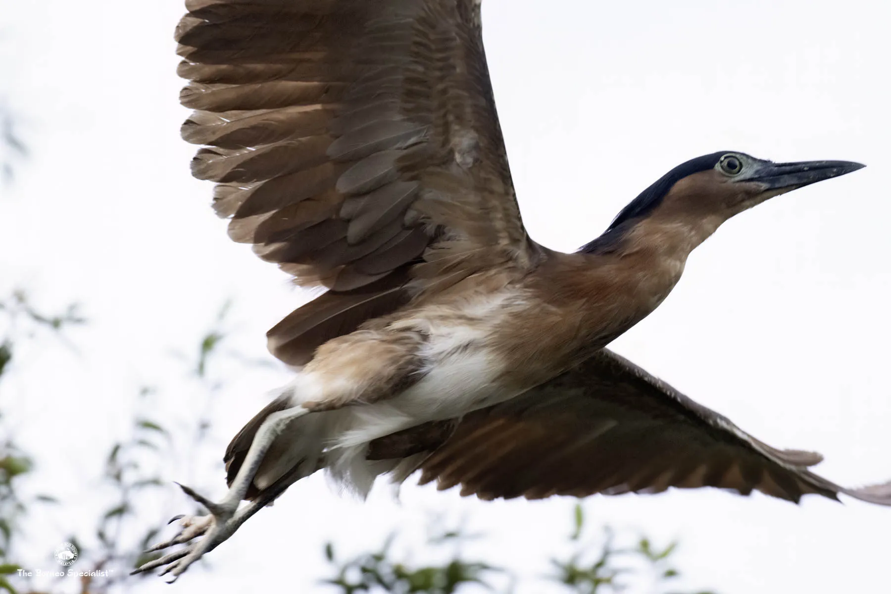 Rufous-Nankeen Night heron