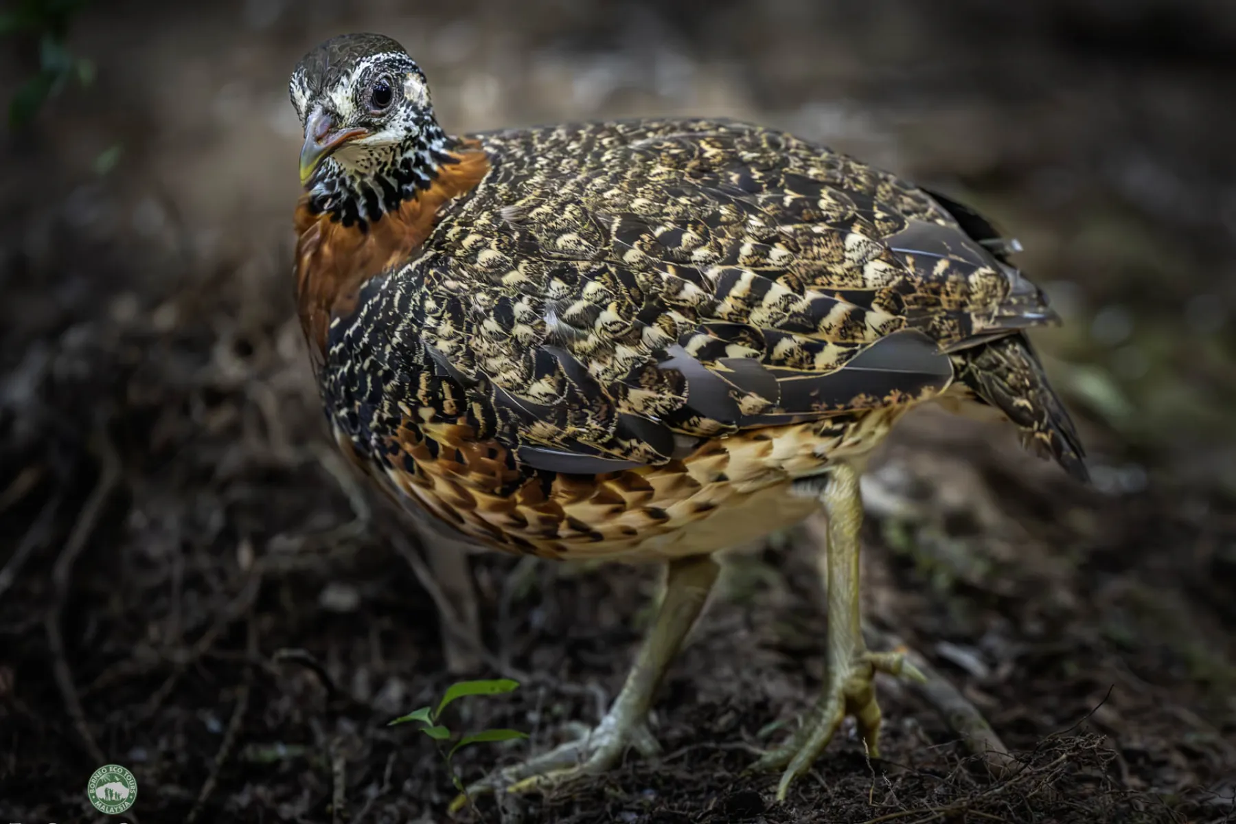 Sabah Partridge