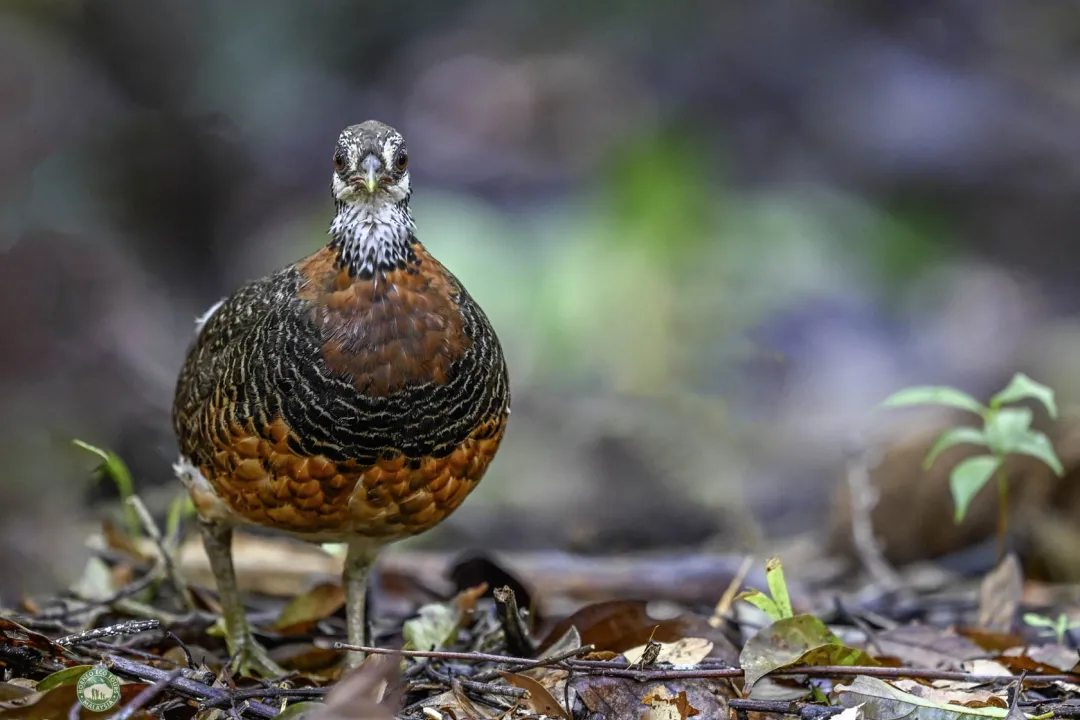 The area is home to Sabah's endemic Sabah Partridge, a ground bird found on the forest floor