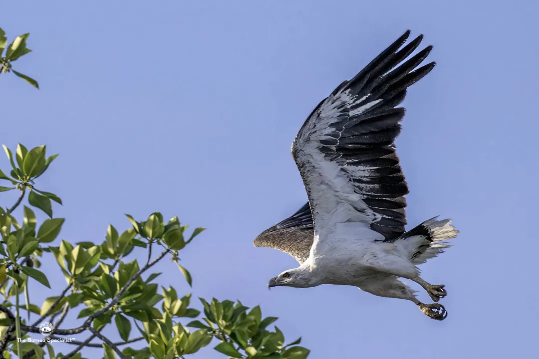 White bellied sea eagles roam the bay around the lodge