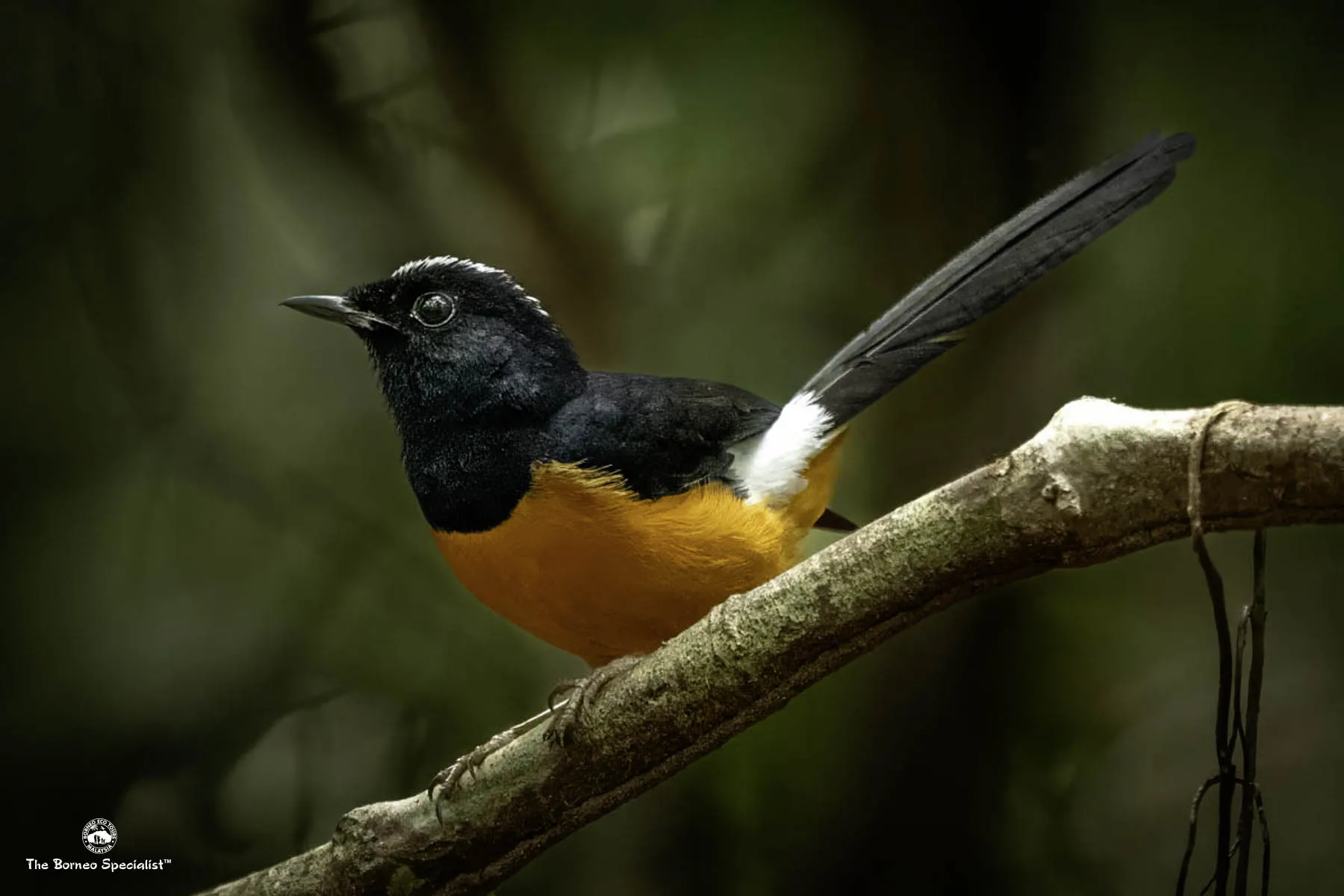 White-crowned shama
