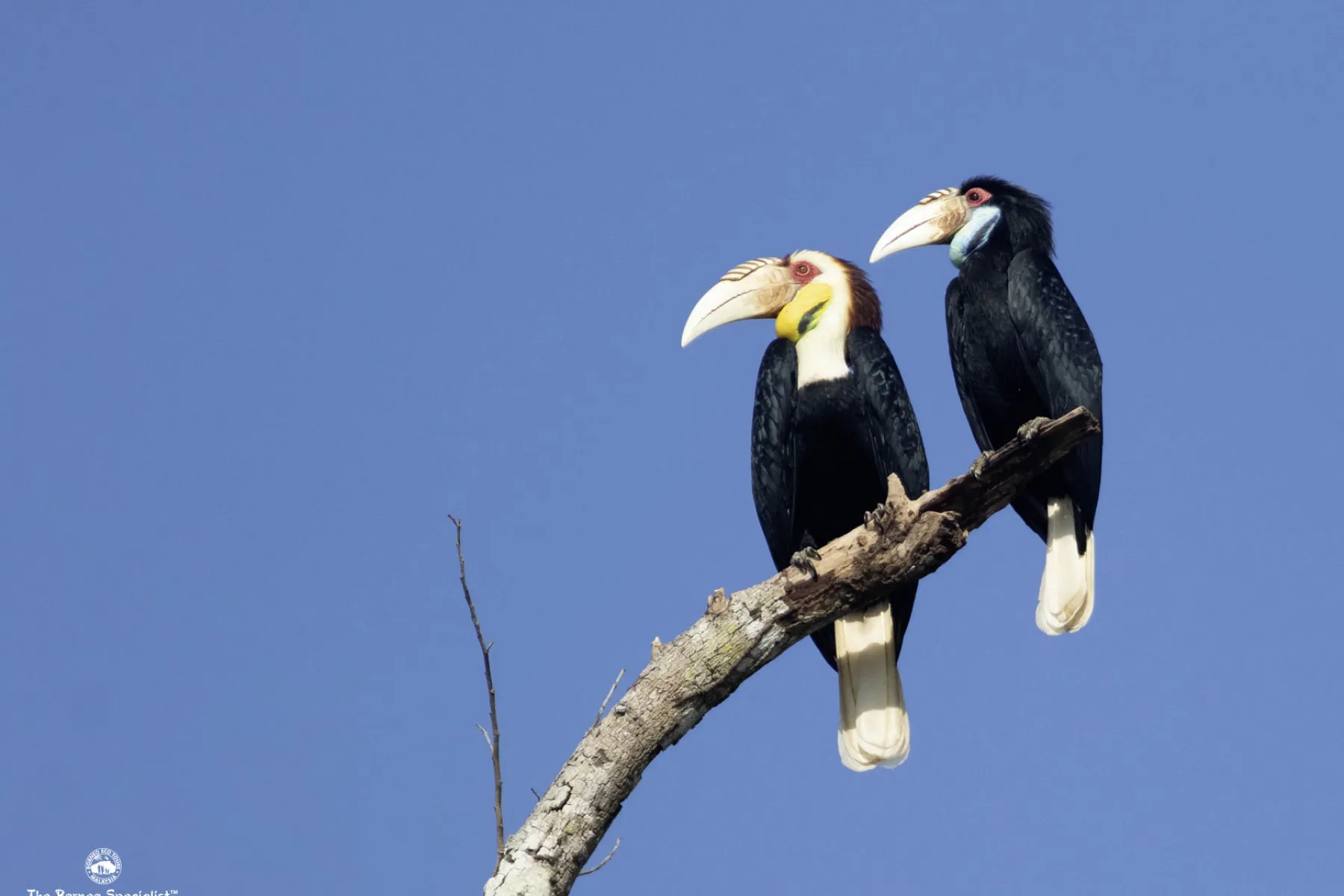 Wreathed hornbill