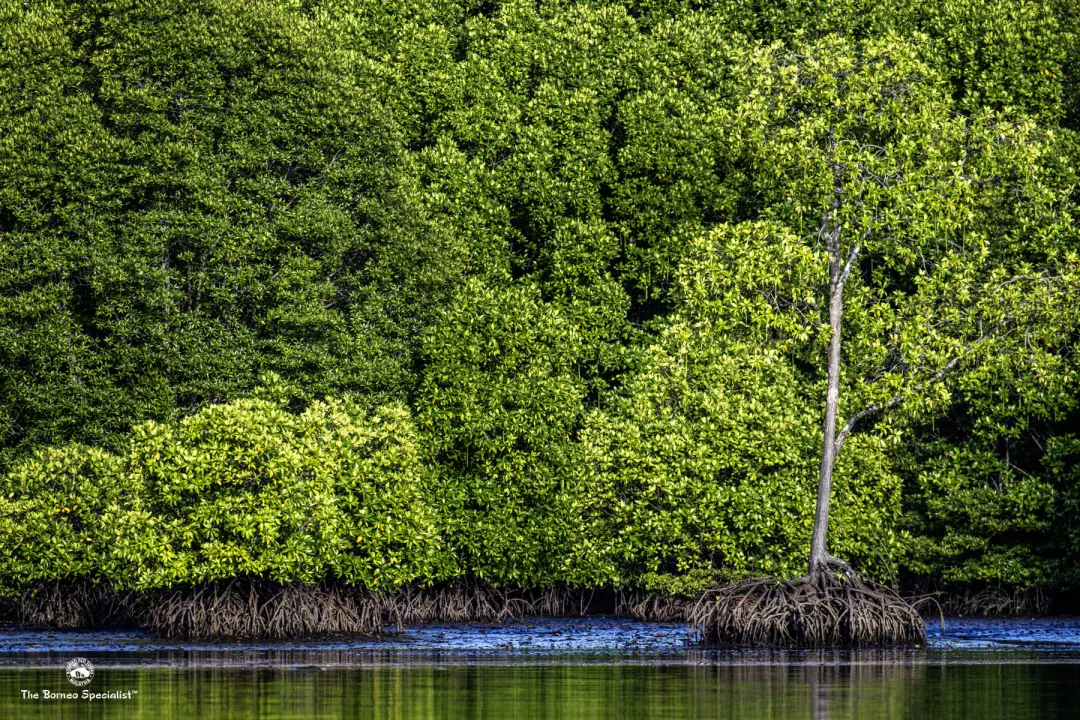 The area is surrounded by lush rainforests teeming with wildlife