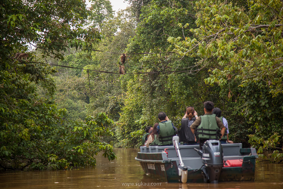 3D2N Borneo Wildlife Safari Excursion At Kinabatangan River Borneo 3D2N Borneo Wildlife Safari Excursion At Kinabatangan River Borneo