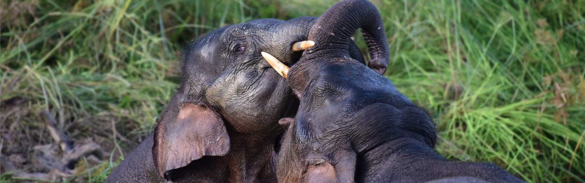 Borneo Pygmy Elephant