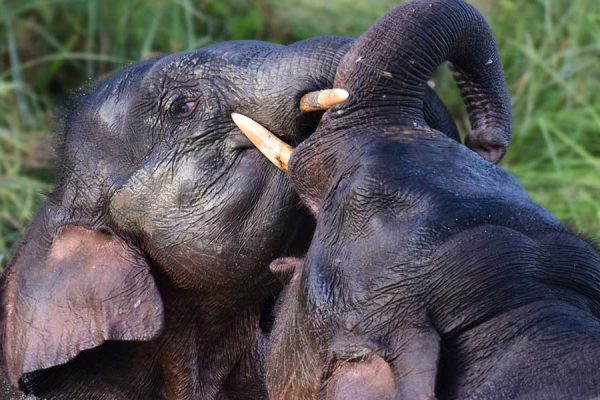 Borneo Pygmy Elephant